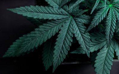 Application for a cannabis retail license at 1250 Stittsville Main