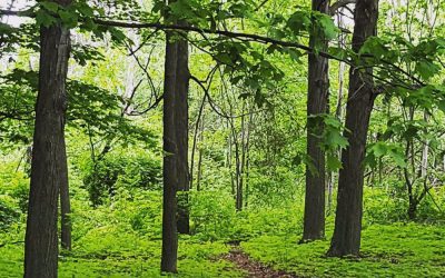 BIG IDEAS: Making Stittsville one of the greenest communities in Canada