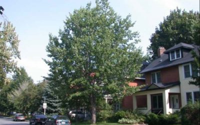 Consultation on streamlining the provisions for Distinctive Trees in the Tree Protection By-law