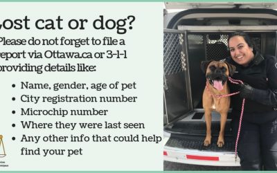 Lost your cat or dog?