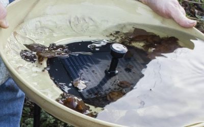 First mosquitoes test positive for West Nile virus