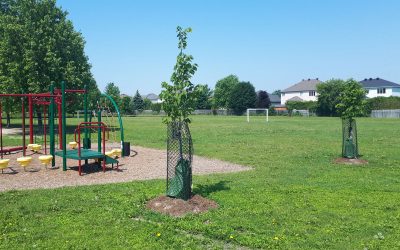 Request for feedback: Trees and Forests Outreach and Engagement Strategy