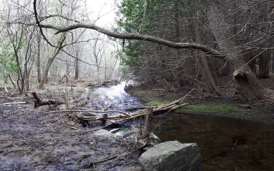 Volunteers needed to help with Poole Creek stewardship this summer