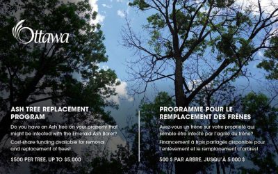 Grants available through the Ottawa Ash Tree replacement program
