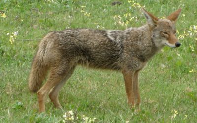 Co-existing with coyotes in the suburbs