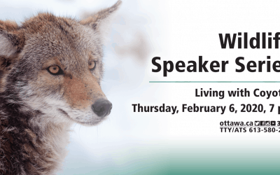 FEB 6: Wildlife speaker series – Living with Coyotes