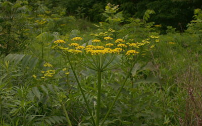 2024 Wild Parsnip Program