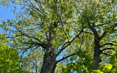 NOTEBOOK: Saving trees from development