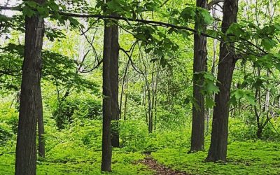 Spring 2021 tree planting update