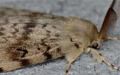 Tips to protect your trees from gypsy moths