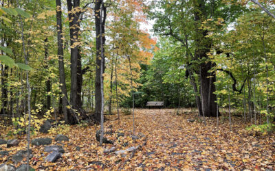 Fall 2021 tree planting update