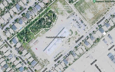 Westwind Public School – upcoming tree removal