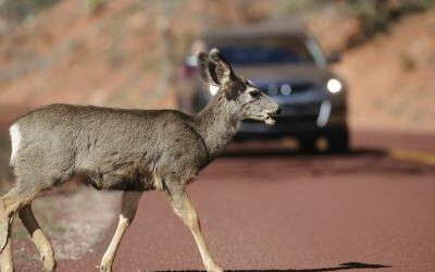 Safer Roads Campaign highlights too many fatalities occur on rural roads