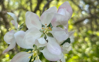 Councillor Glen’s Weekly Newsletter: June 3