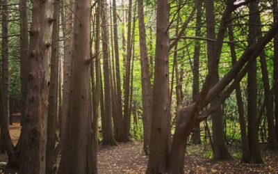 UPDATE: Agreement reached for the City to purchase and acquire Shea Woods