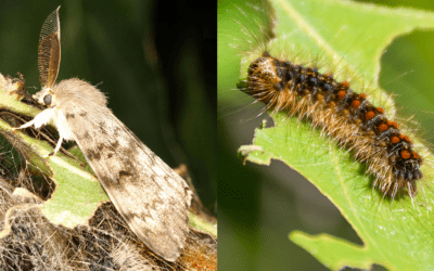 The Impact of Spongy Moth Outbreak