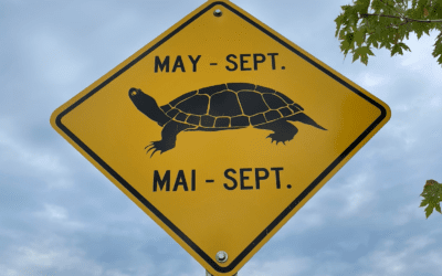 Councillor Glen’s Weekly Newsletter: June 8