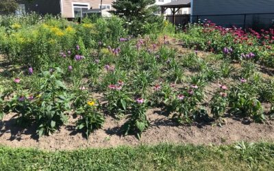 Local gardeners are growing at Lee Boltwood Park