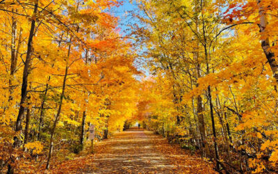 Councillor Glen’s Weekly Newsletter: November 2