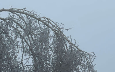 NOTEBOOK: Cleaning up after the storm