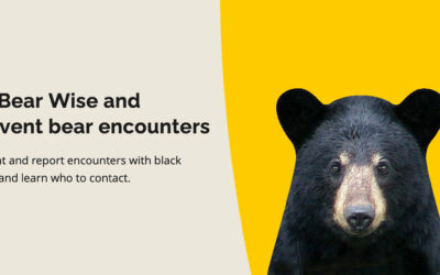 Bear safety and prevention of bear encounters