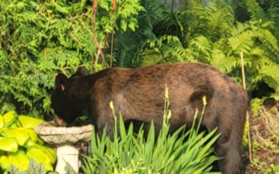 Councillor Glen’s Weekly Newsletter: June 28, 2023