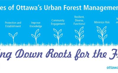 Committee hears update on urban forest plan, tree planting priorities
