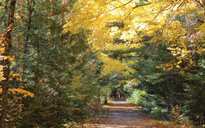 Fall 2023 tree planting update