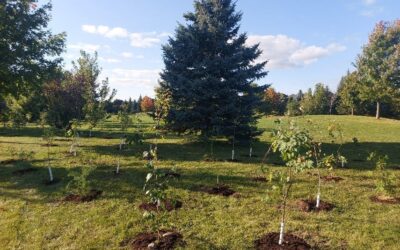 Tree Planting in Ottawa & the Commemorative Tree Program