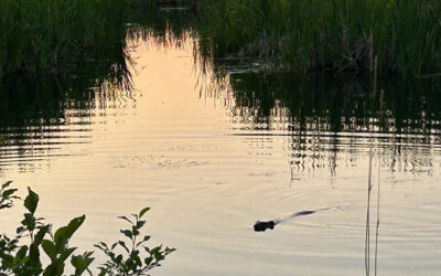 NOTEBOOK: Provincial de-regulation puts wetlands at risk