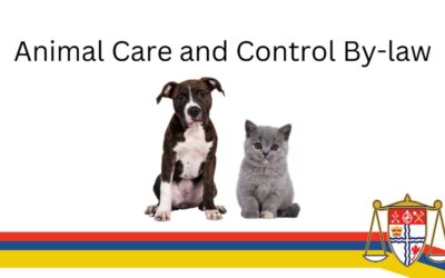 What is the City doing to address dangerous dogs?