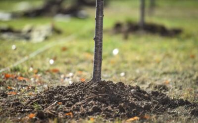 Spring 2025 tree planting update