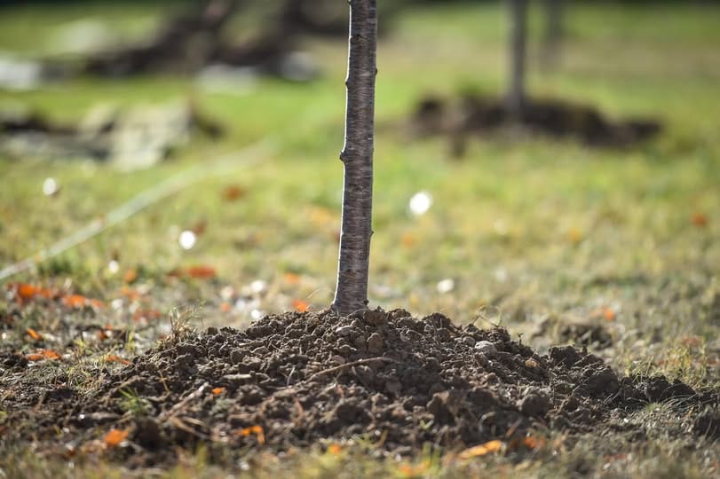 Spring 2025 tree planting update