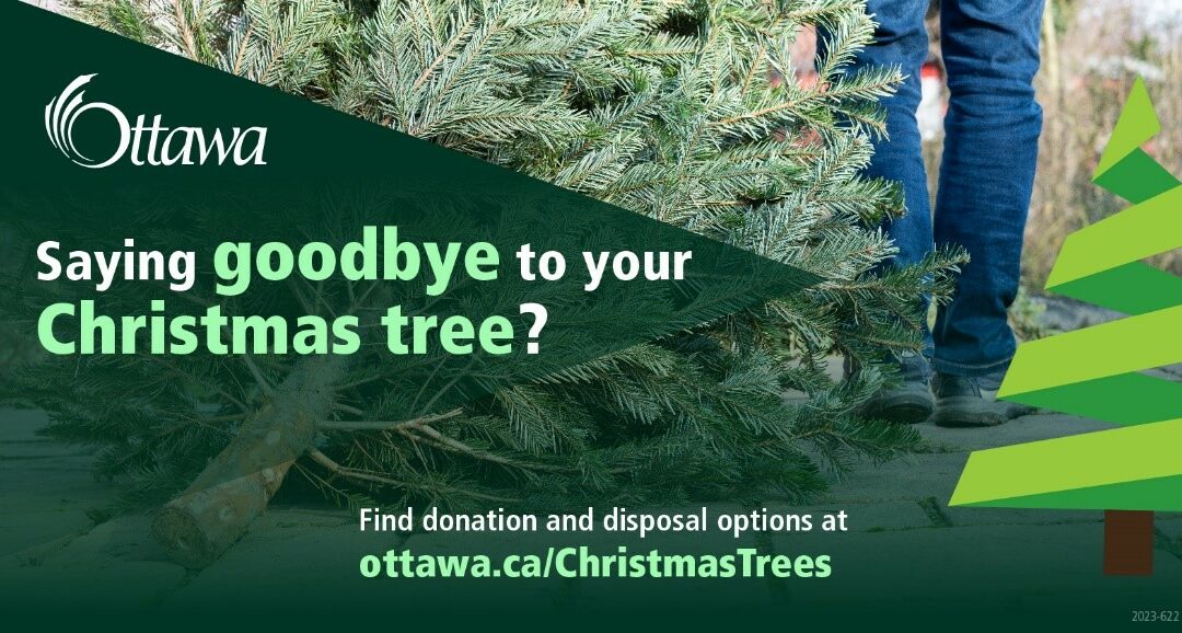 Christmas Tree Disposal and Reuse Options