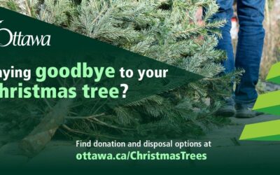 Christmas Tree Disposal and Reuse Options