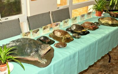 Friends of Stittsville Wetlands Turtle Conservation Program