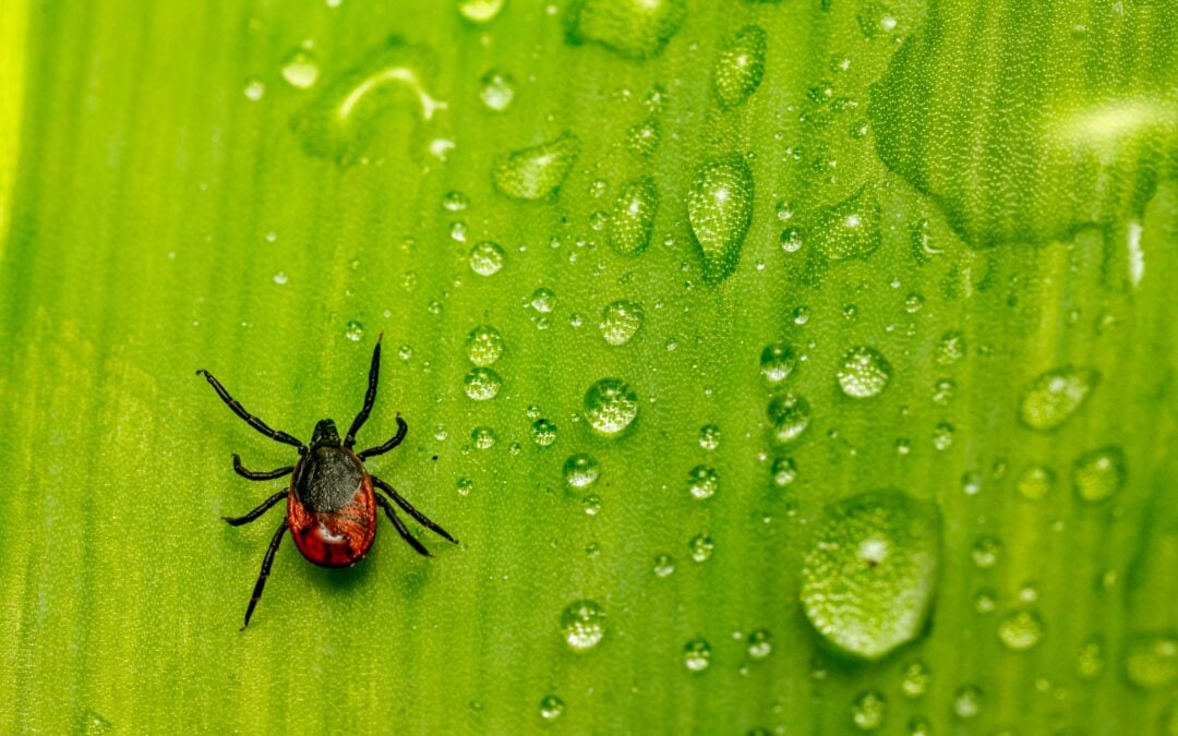 Avoiding ticks and Lyme Disease