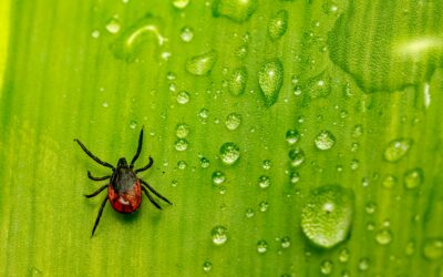 Avoiding ticks and Lyme Disease