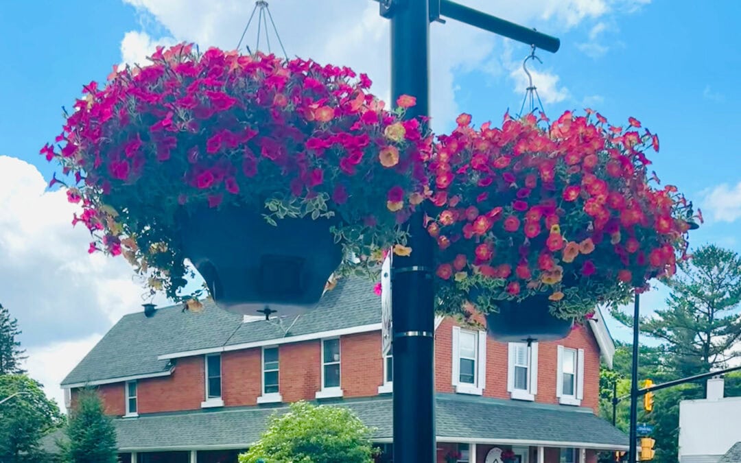 How you can help Stittsville Main Street bloom!