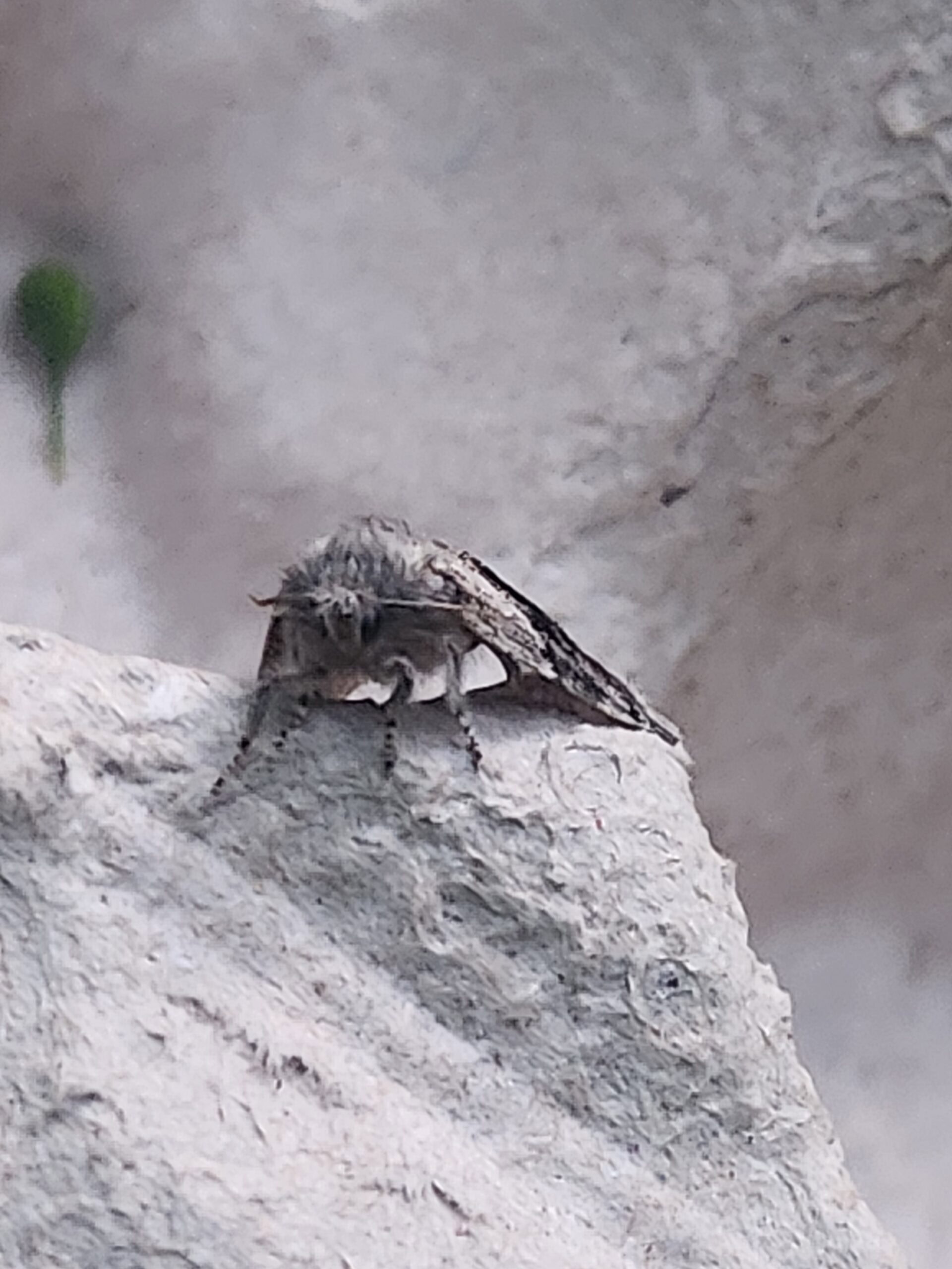 A Common gluphisia moth.