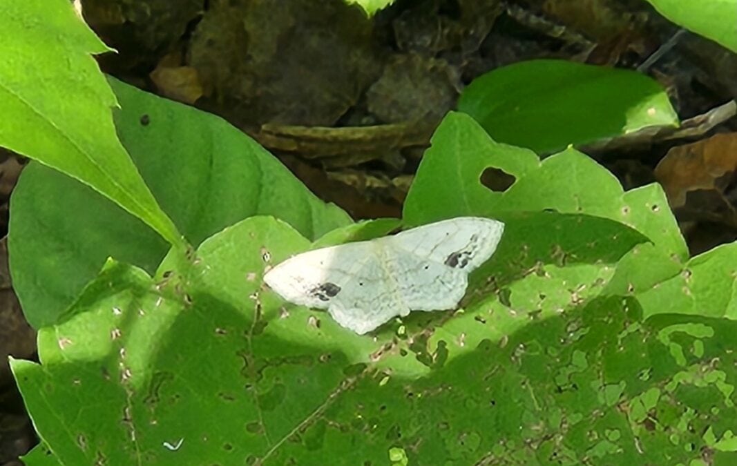 NOTEBOOK: Why researchers are setting moth traps at Ladybirds Park