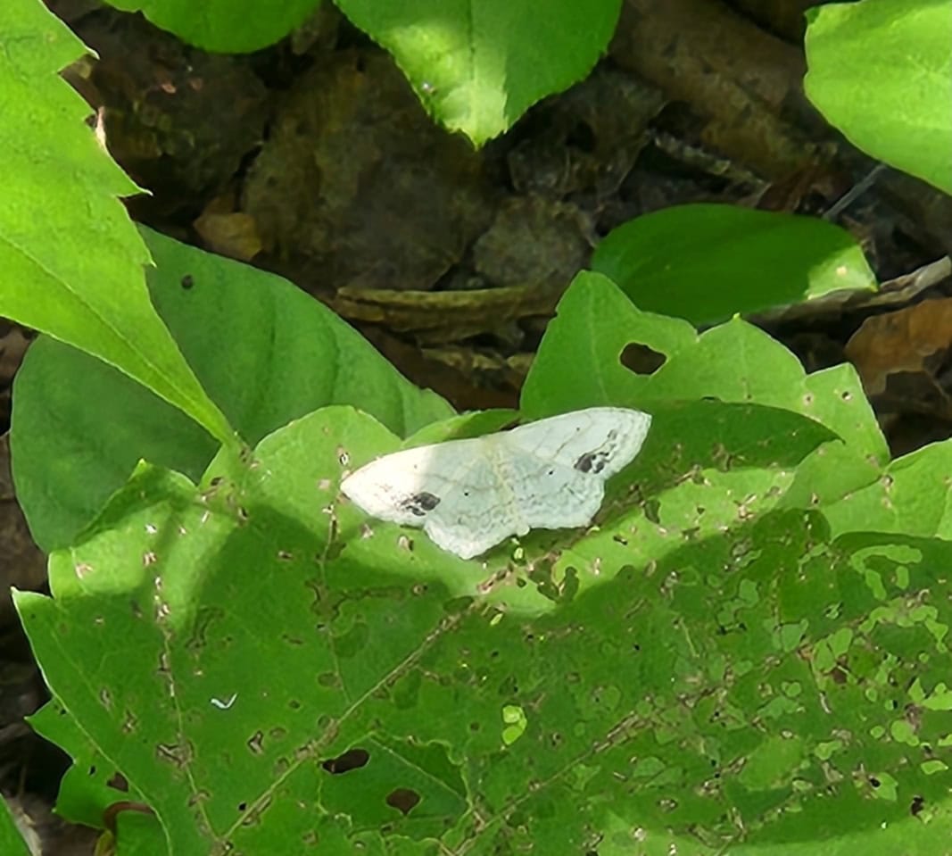 A large lace-border moth, seen here at Ladybirds Park